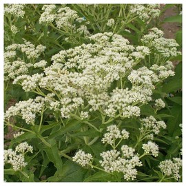 Everwilde Farms - 1 Oz Boneset Native Wildflower Seeds - Gold Vault