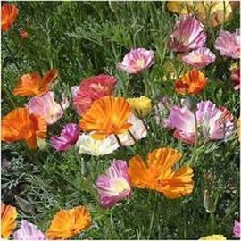200 California Ballerina  Poppy  Mix Seeds. USA Seeds. Organic. Ships free
