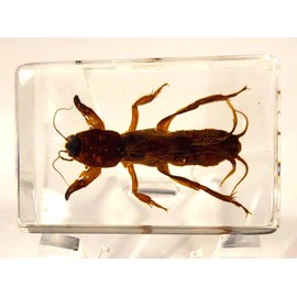 44mm Real Mole Cricket in Crystal Clear Lucite Resin Specimen Preserved Animal Insect Bug Taxidermy Crafts Collection for Biology Science Education & Desk Ornament Display Supplies Small Paperweight