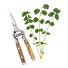 Health Embassy Burnet Herb | Sanguisorba officinalis L | 100%