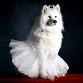 Hillban 2 Piezas Set de Diadema de Corona de Perro Vestido de Tutú Tiara para Perro con Diamantes de Imitación de Cristal Tutú para Cachorro Fiesta Cumpleaños Boda Disfraz(Grande,Blanco)