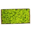 Preserved Moss Gardenning Art Wall Decor Moss Bulk Micro Landscape