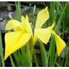 Louisiana Iris Bog Plant - Dixie Deb - Yellow Marginal