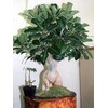 'Desert Rose' Plant - Natural Bonsai - Adenium obesum -