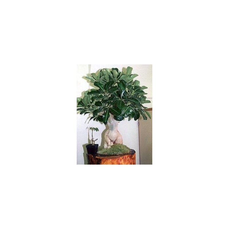 'Desert Rose' Plant - Natural Bonsai - Adenium obesum -