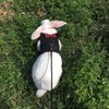 Hypeety Bunny Kitten Harness No Pull Cat Leash Stylish Vest