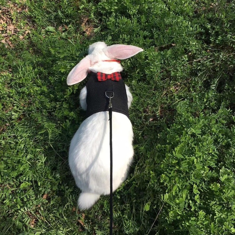 Hypeety Bunny Kitten Harness No Pull Cat Leash Stylish Vest