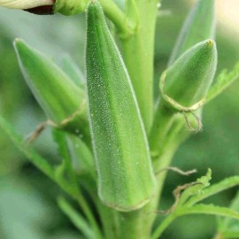 Southeast Seeds Clemson Spineless Okra Seeds, NON-GMO, Gumbo, Lady's Fingers, Gombo, Bendi - 250 Seeds or 1/2 OZ