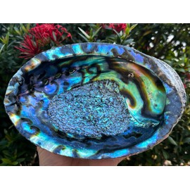 Wholesale Jumbo Abalone Shell, 7-8" Seashell Incense Burner, Smudge Bowl for Holding Smudge Sticks, Incense, Crafts, Display (5 Shells)