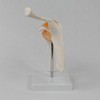 Perfeclan Human Shoulder Joint Model with Base, Teaching Tool, Shoulder