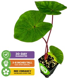 Hawaiian Punch Elephant Ear Live Plant - Colocasia by Wellspring Gardens - Tropical Foliage, Indoor/Outdoor Decorative Plant, Easy to Grow, Vibrant Green Leaves, Starter Plant