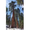 Tree 3 Medium Giant Sequoia Live Tree Seedling Garden 2
