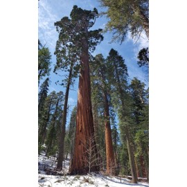 Tree 3 Medium Giant Sequoia Live Tree Seedling Garden 2 Plants