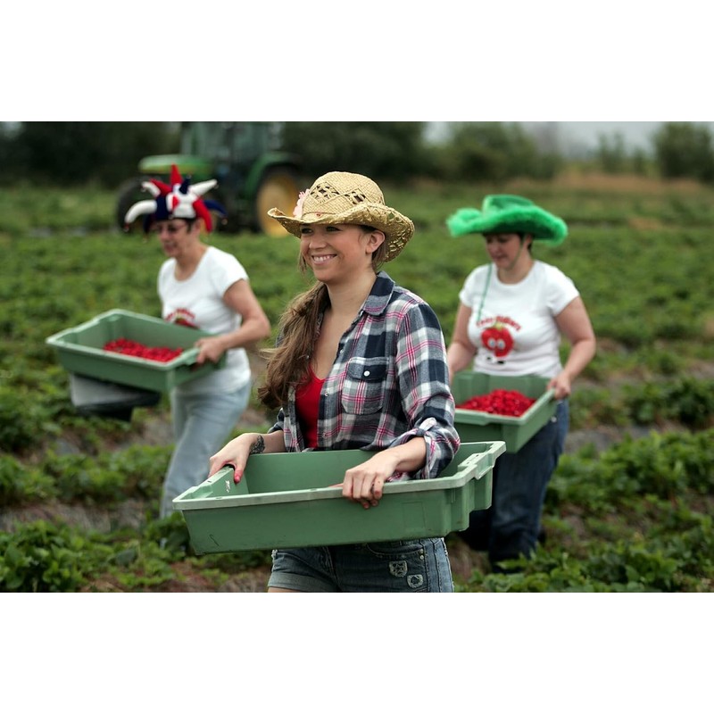 Tiptree Strawberry Conserve (340g) - Pack of 2