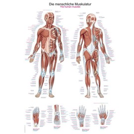 'The Human Muscular System Anatomical Chart Educational Plaque Anatomy Poster Various Sizes, , 50 cm x 70 cm, ,