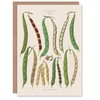 Artery8 Ernst Benary Art Card Kidney and Snap Beans Varieties