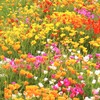 4100+ Mixed California Poppy Seeds for Planting, Non-GMO Native Heirloom,