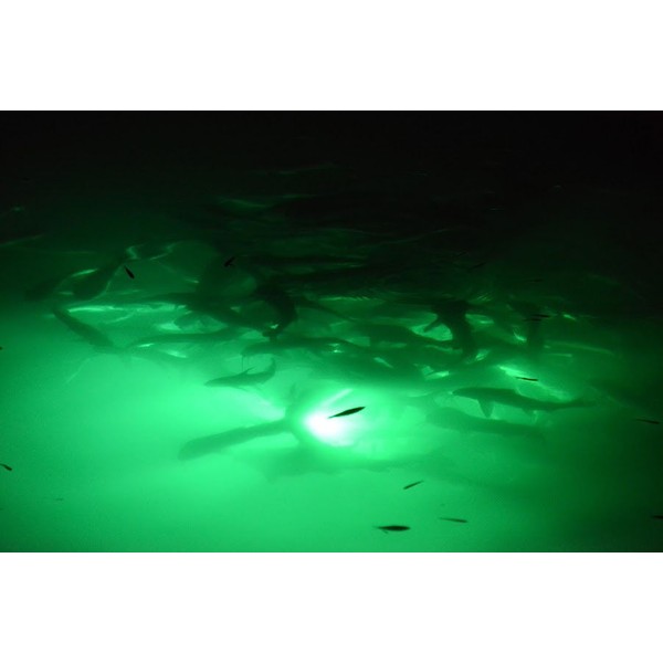 CH 8 foot GREEN Fishing Light - UNDERWATER Submersible Fish