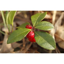 Pure Herbs: Wintergreen Oil - 1 oz.