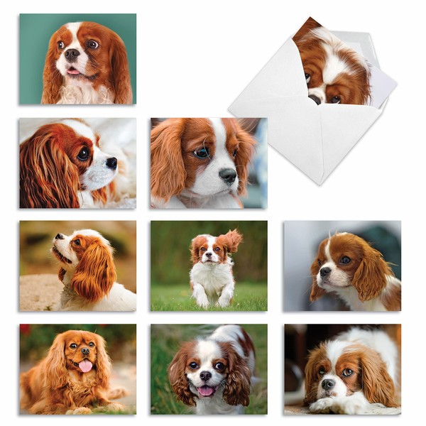 The Best Card Company - 10 Adorable Blank Dogs Hound Cards (4 x 5.12 Inch) - Assorted Pet Breeds, Boxed Set - Captivating Cavalier King Charles AM6831OCB-B1x10