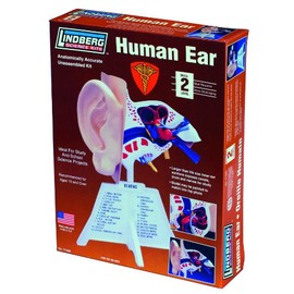 Human Ear Anatomy 7 1/4" skill 2 Lindberg plastic model kit#71308