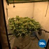 ToDo Hydro Grow Pot Original 2gal DWC Hydro Bucket Kit