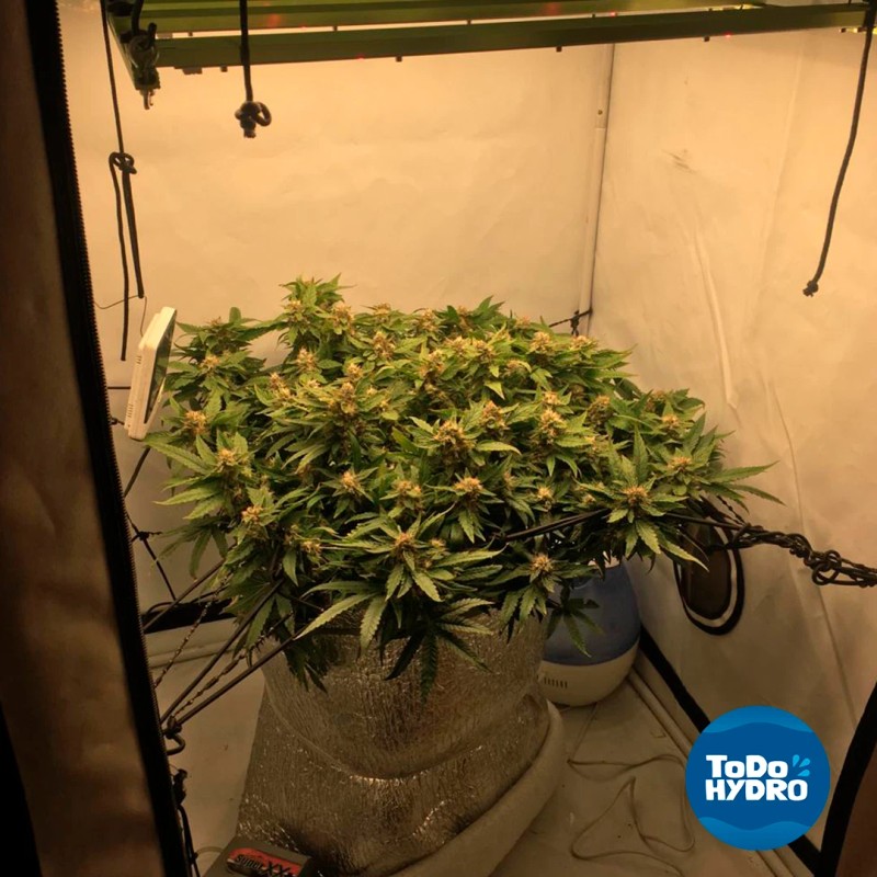 ToDo Hydro Grow Pot Original 2gal DWC Hydro Bucket Kit