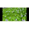 Water Purple Hyacinth Free Floating Aquarium/Pond Plants
