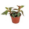 Silver and Red Peperomia trinervis - 2.5" Pot - Easy