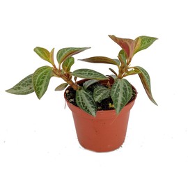 Silver and Red Peperomia trinervis - 2.5" Pot - Easy to Grow