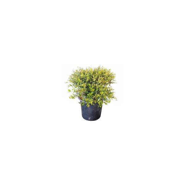 Dwarf Yaupon Holly | 3 Live Gallon Size Plants |