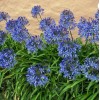 HSC Blue/White Lily of the Nile Rooted Adult Plant -