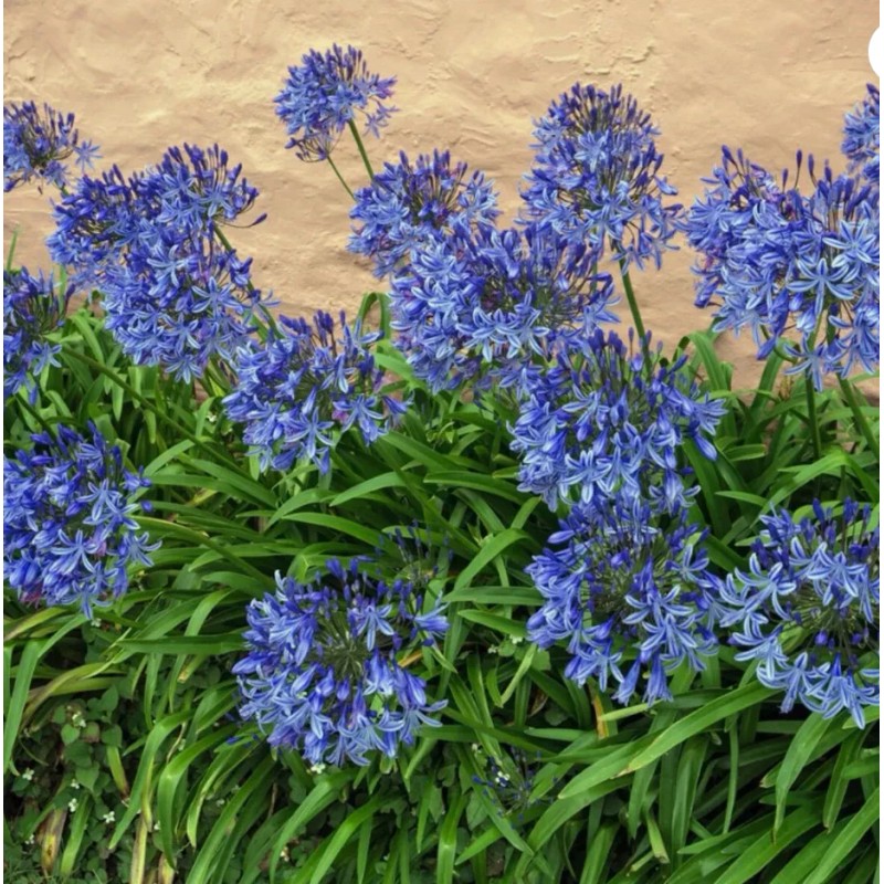 HSC Blue/White Lily of the Nile Rooted Adult Plant -