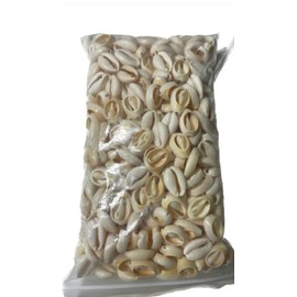 Caracoles abiertos santeria cowrie conchas de mar 15 oz caracoleles de mar abiertos blancos caracoles aye