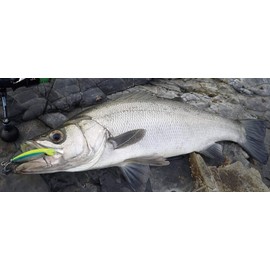 Shimano XL-110P Exsence Koo Topwater Sea Bass Lure, 100F, Jet Boost, 014 Kyourin PC