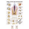 Teeth and Jaw Joint Mini Poster Anatomy 34x24 cm Medical