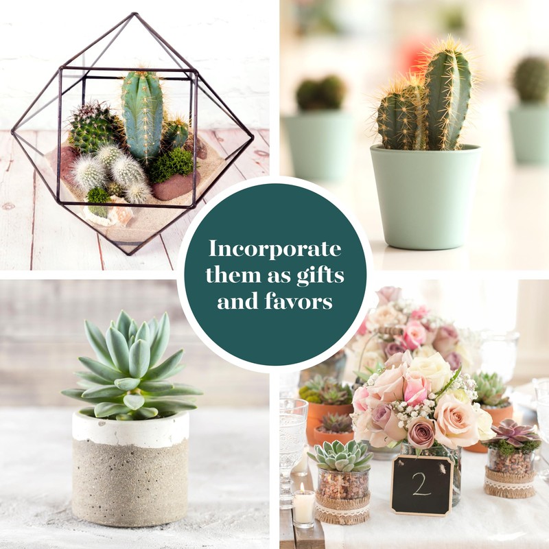 Shop Succulents Premium Live Mini Cactus and Succulent Plants in