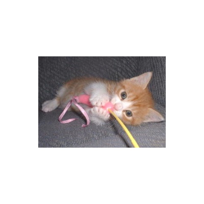 Cat Jarashi, Set of 2