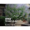 Southern Seeds Vitex, Chaste Tree (Texas Lilac) - 20 Seeds