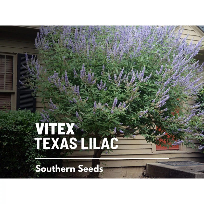Southern Seeds Vitex, Chaste Tree (Texas Lilac) - 20 Seeds