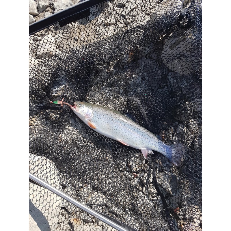 Twin-Turner® (2.5 gr. (blank) - trout