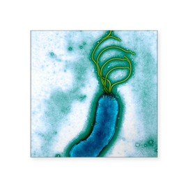CafePress Helicobacter Pylori Bacteri Square Sticker 3 X 3 Square Bumper Sticker Car Decal