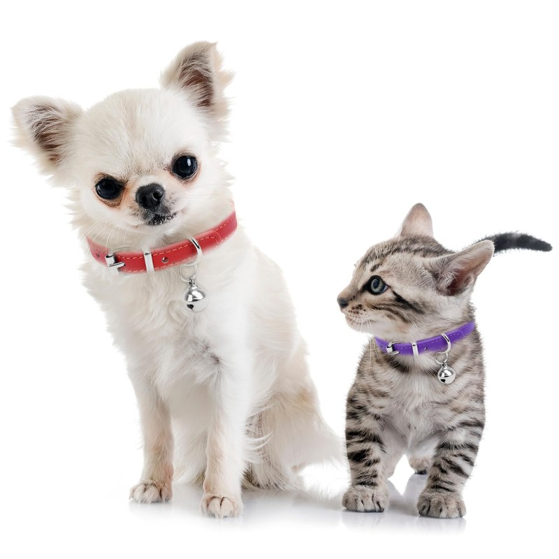 ChengFu XXS Dog Collar Teacup Dog Collars, Orange Dogs Collars,