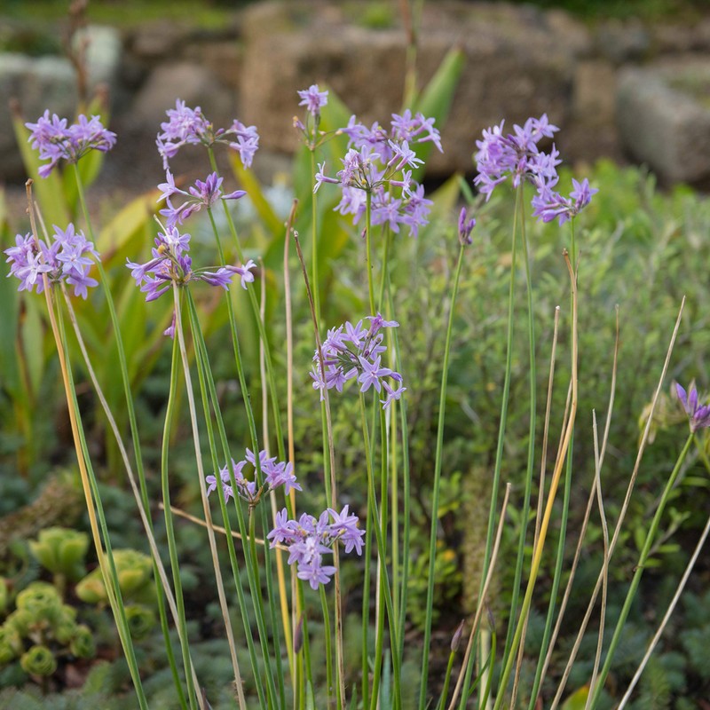 Outsidepride Society Garlic Seeds for Planting - 100 Pcs Perennial,