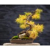 Beardragon Larch (Larix mixed variety, 20 seeds Alaska Wild Harvested