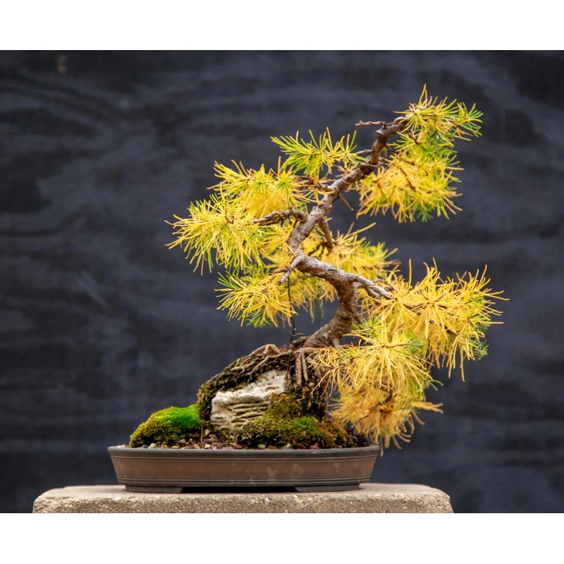 Beardragon Larch (Larix mixed variety, 20 seeds Alaska Wild Harvested