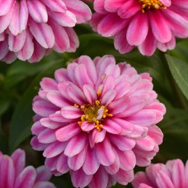 Outsidepride Zinnia Zahara Double Raspberry Ripple Flower Seeds - 50 Seeds