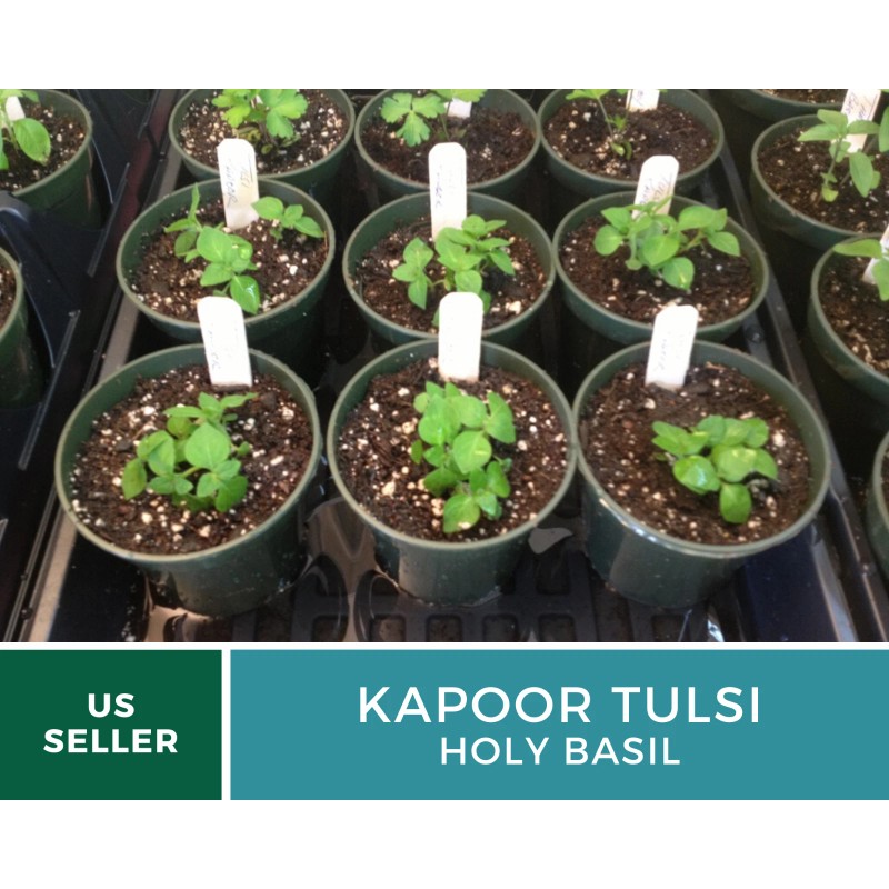 Fresh Basil, Kapoor Holy Tulsi - 250 Seeds, Heirloom Herb