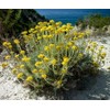 Generic Helichrysum Immortelle Dried Flowers (2 OZ = 57 grams)