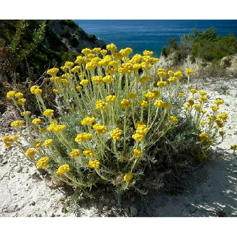 Generic Helichrysum Immortelle Dried Flowers (2 OZ = 57 grams)